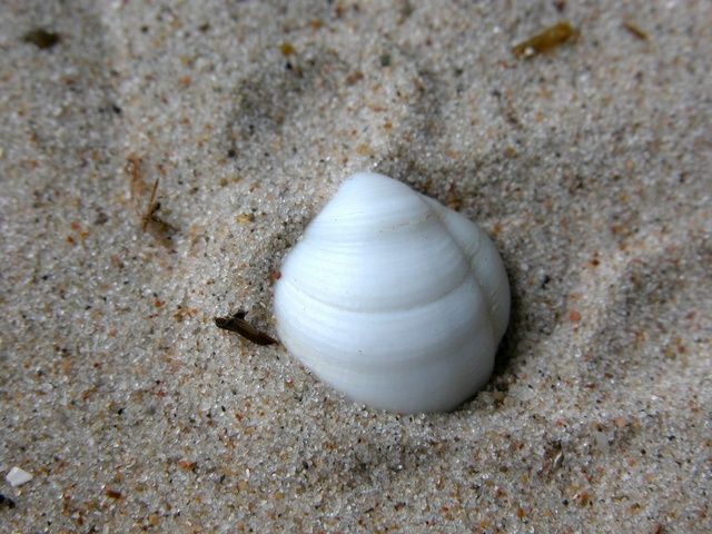 Представитель Семейства Thyasiridae